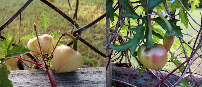 [Two photos spliced together. On the left is a portion of vine which has split into three. On the left is a leaf. In the center and on the right are white-beige globes which come to a point at the section fartherst from the stem. The one on the right rests on wood from the fence which supports the metal chain link section behind these fruits. On the right is one fruit hanging from the vine with a purple-green flower bud hanging behind it. This fruit is green with a red-pink section like a tiny apple starting to color.]